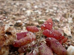 Diplosoma retroversum leaves red
